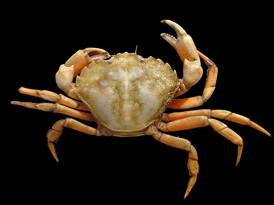 Mystery Crab