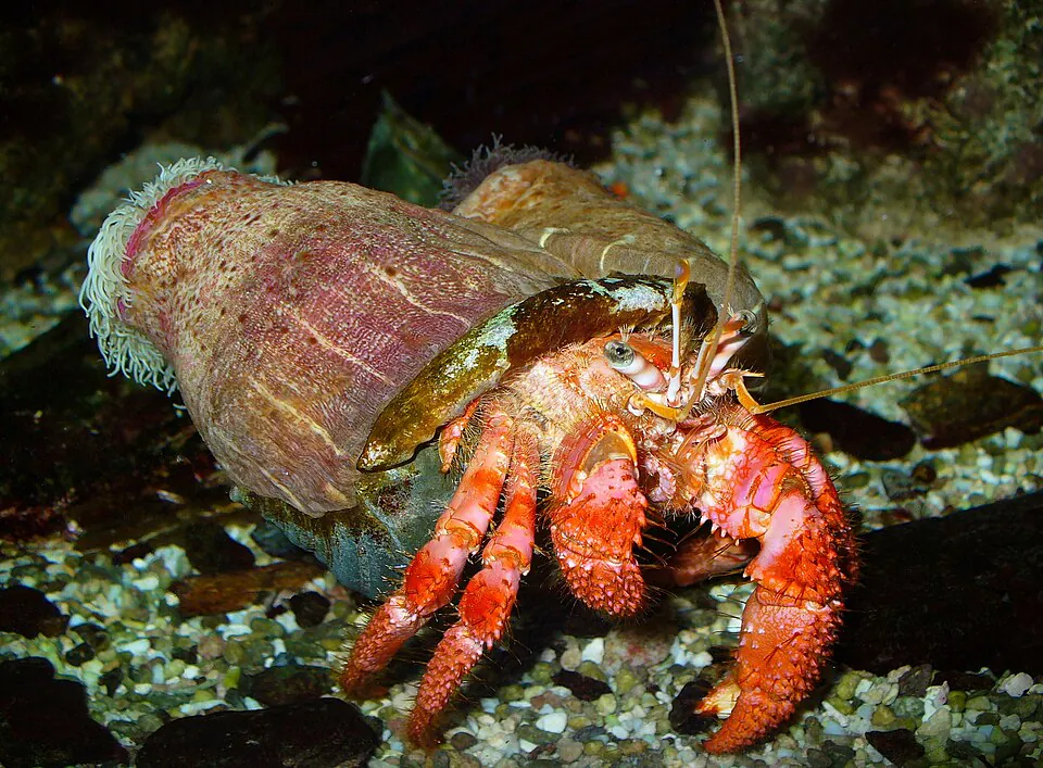 Mystery Crab