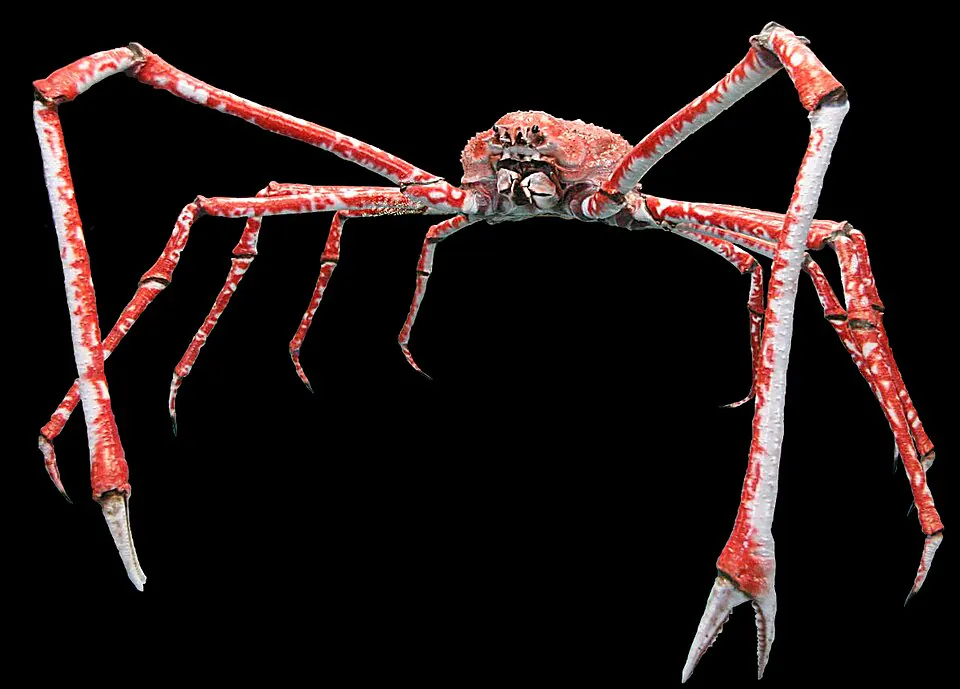 Mystery Crab
