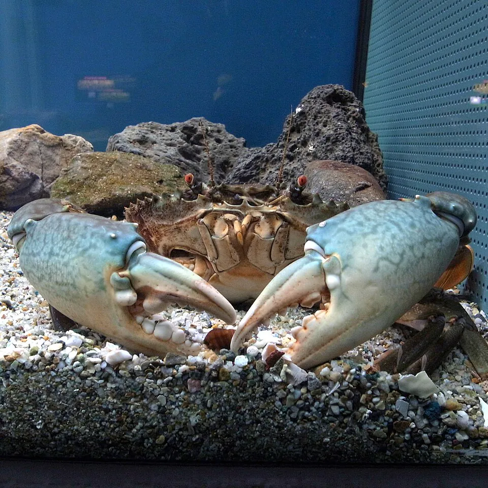 Mystery Crab