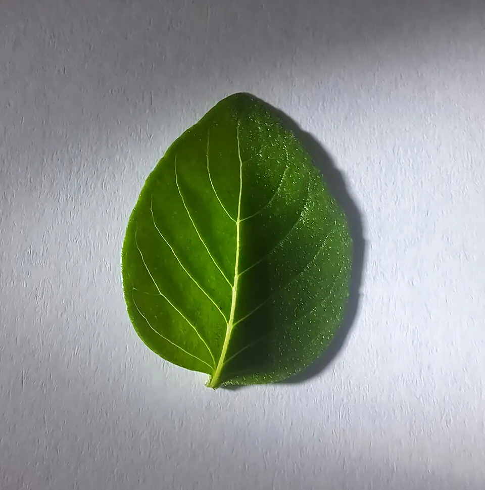 Mystery Herb
