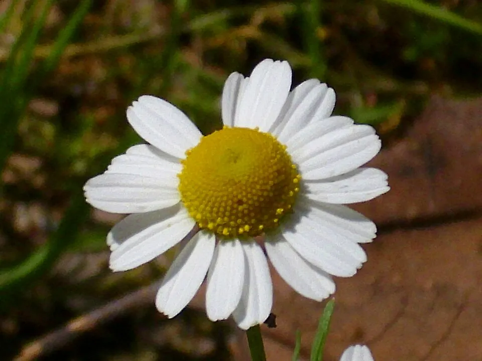 Mystery Herb