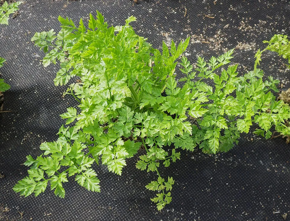 Mystery Herb