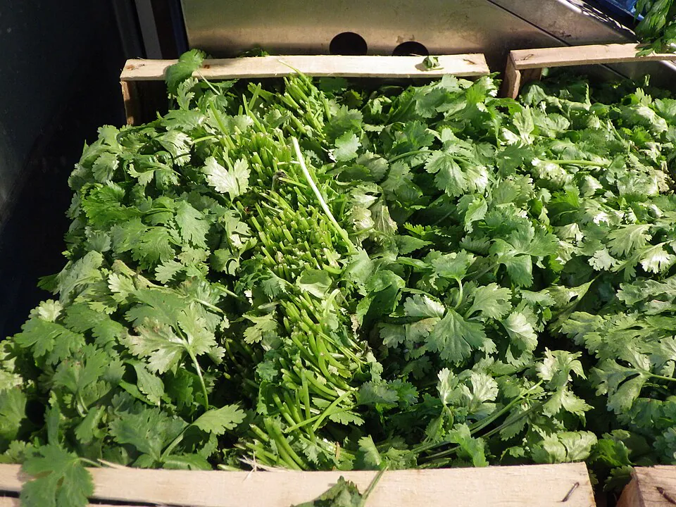 Mystery Herb