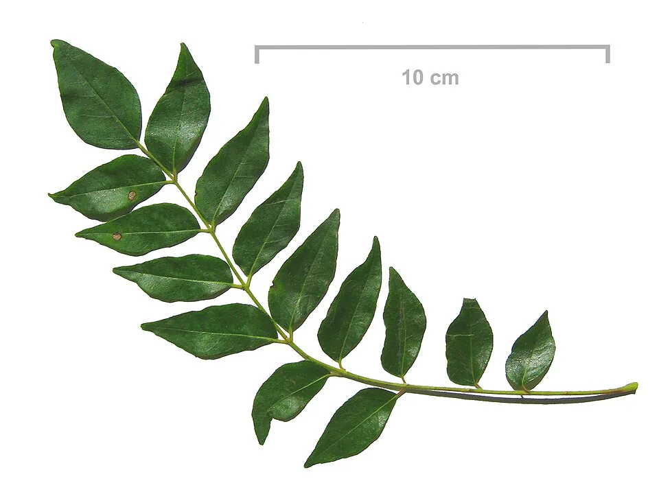 Mystery Herb