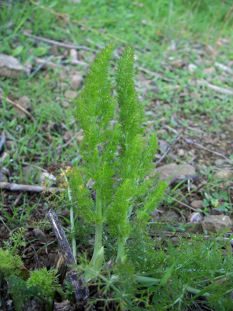 Mystery Herb