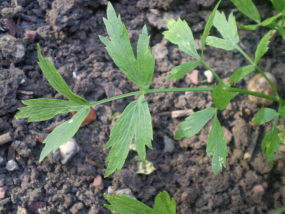 Mystery Herb