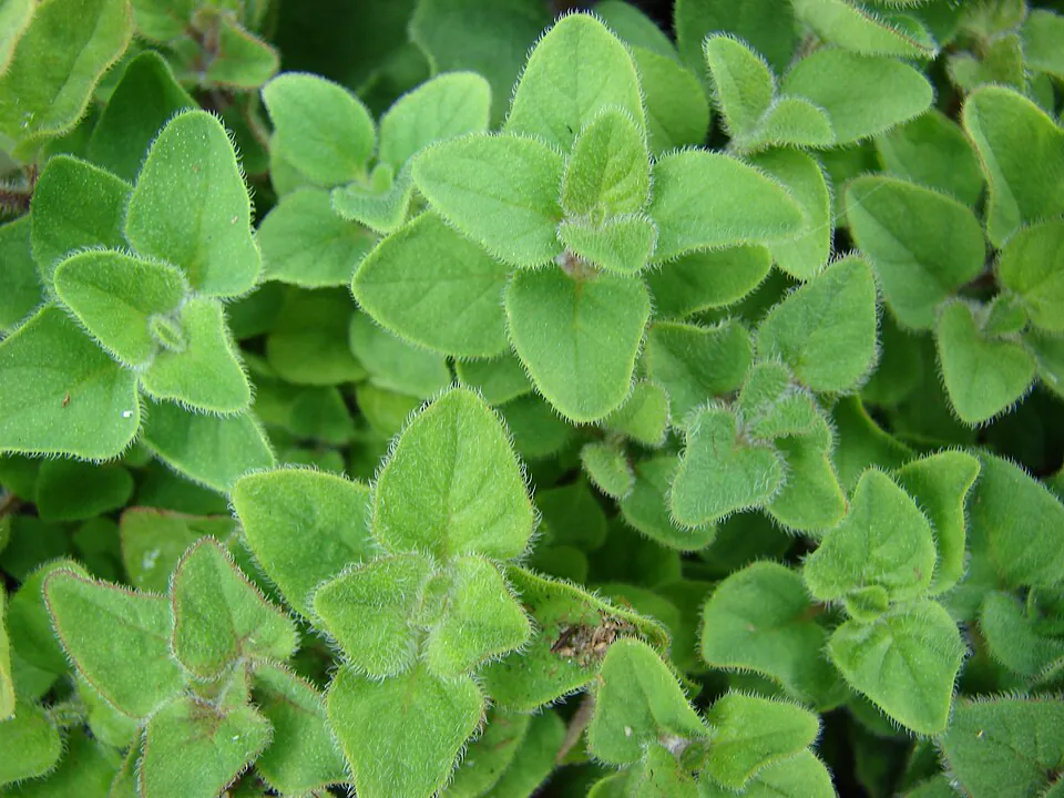Mystery Herb