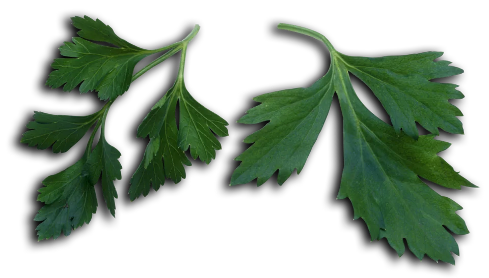 Mystery Herb