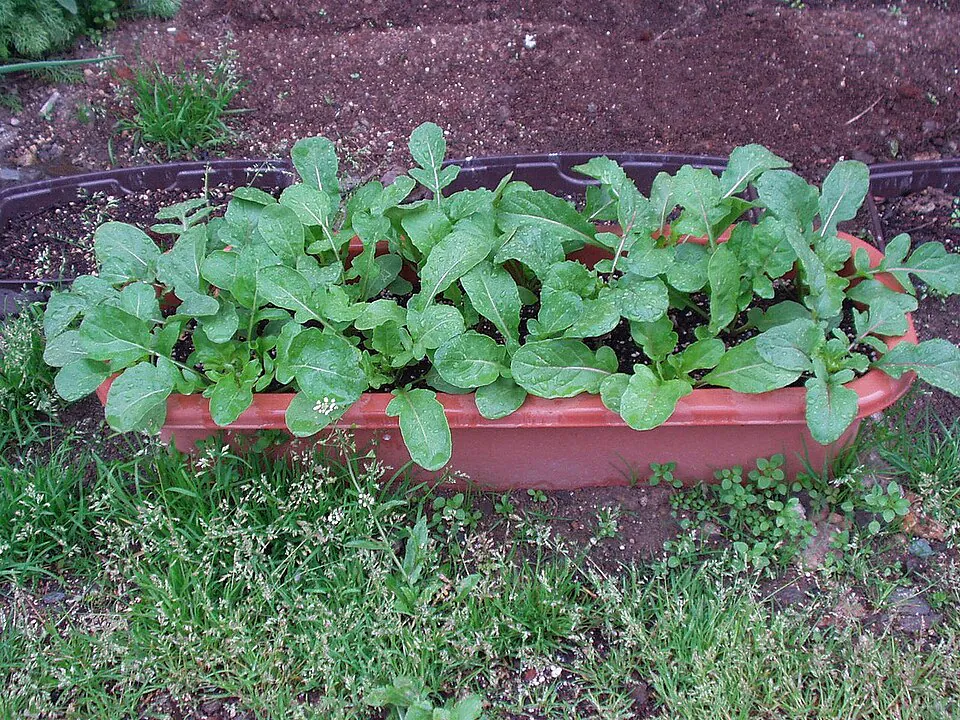 Mystery Herb