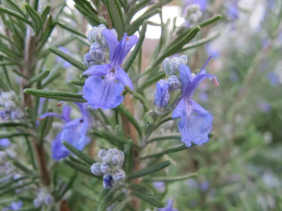 Mystery Herb