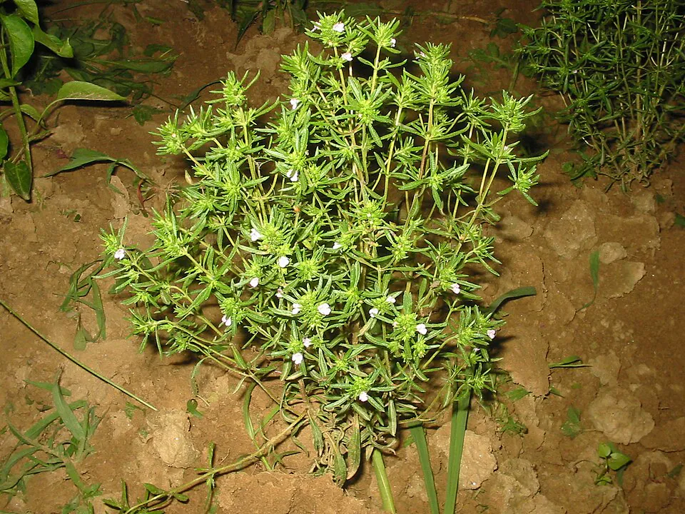Mystery Herb