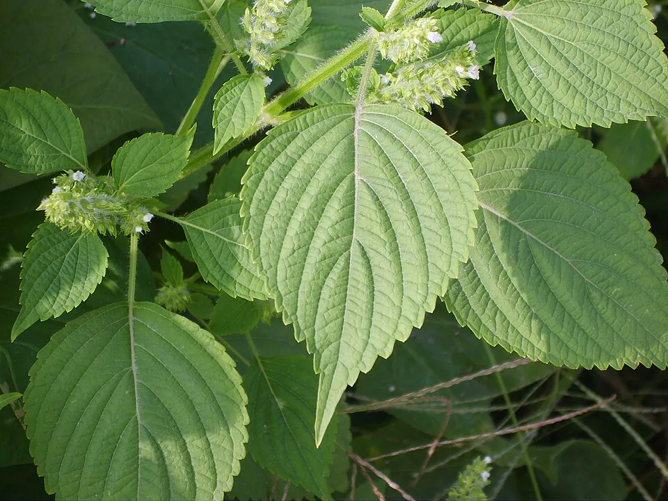 Mystery Herb