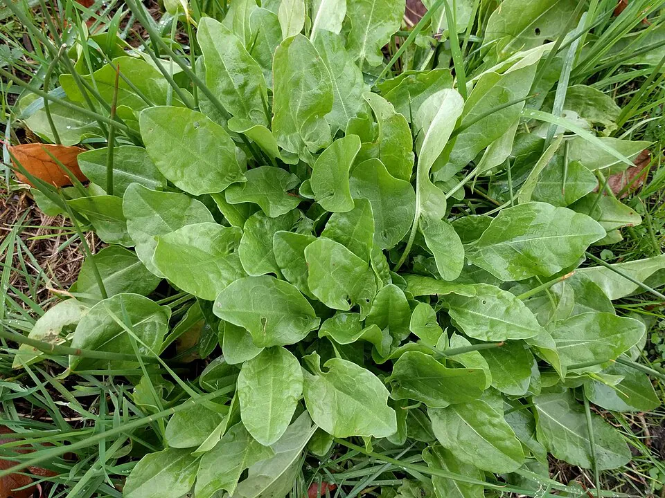 Mystery Herb