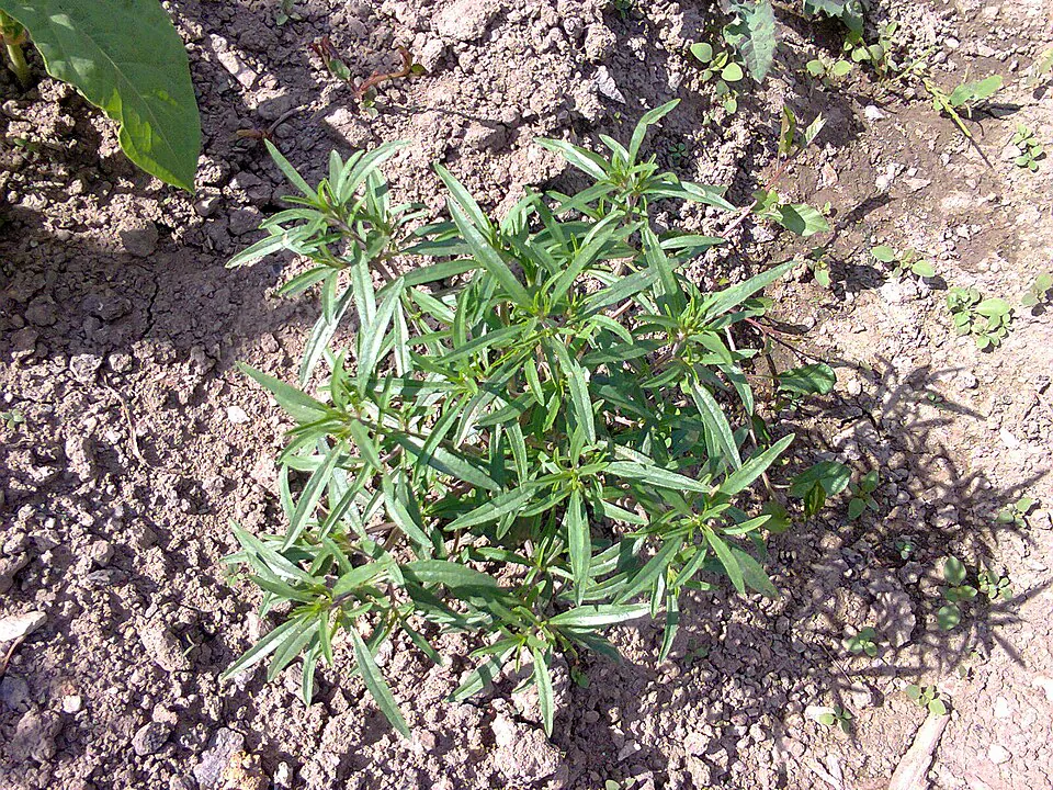 Mystery Herb