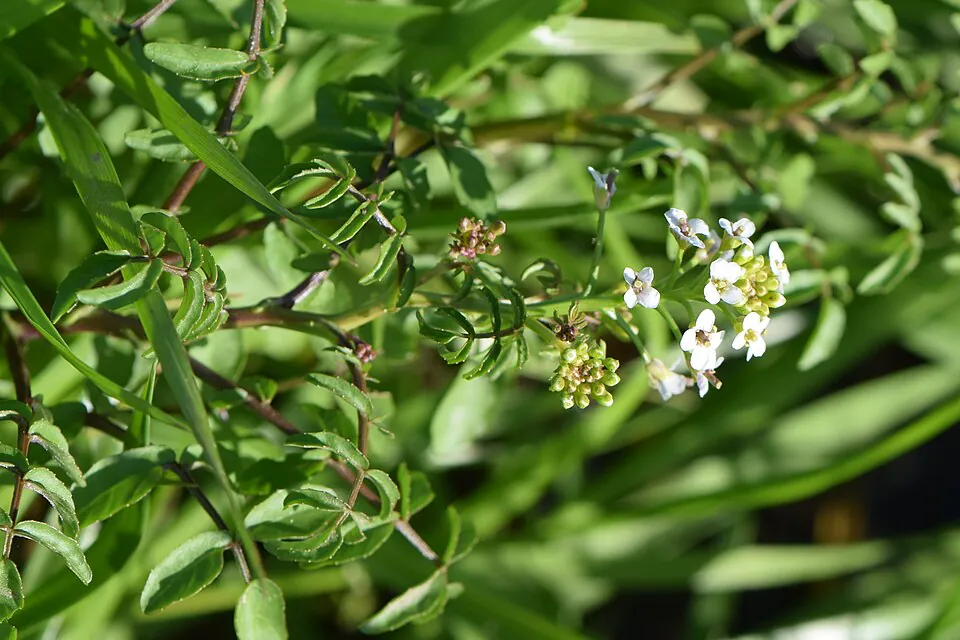 Mystery Herb