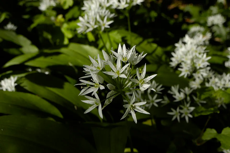 Mystery Herb